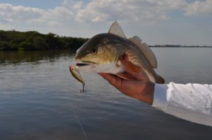 October Redfish