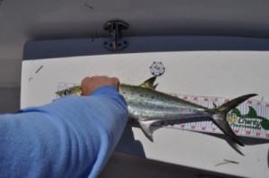 Tampa Bay Mackeral