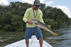 Tampa bay Snook with chasing tails charters