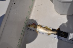 Trout caught with Capt. Jason Dozier during the 2014 PHSC fishing tournament