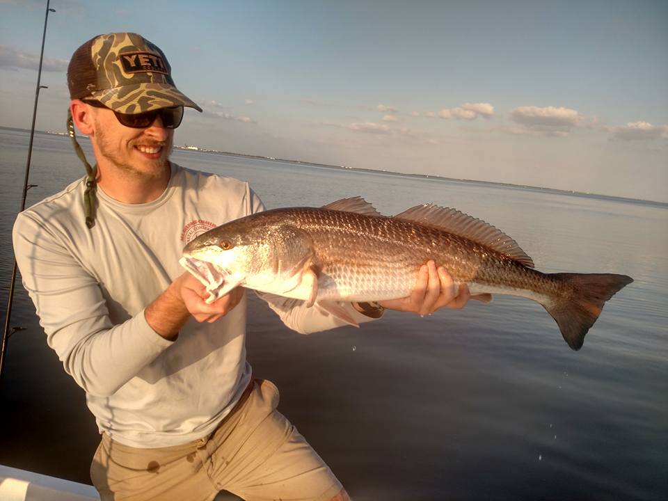 A picture of December Redfish In Tampa Bay with Fishn Fl.