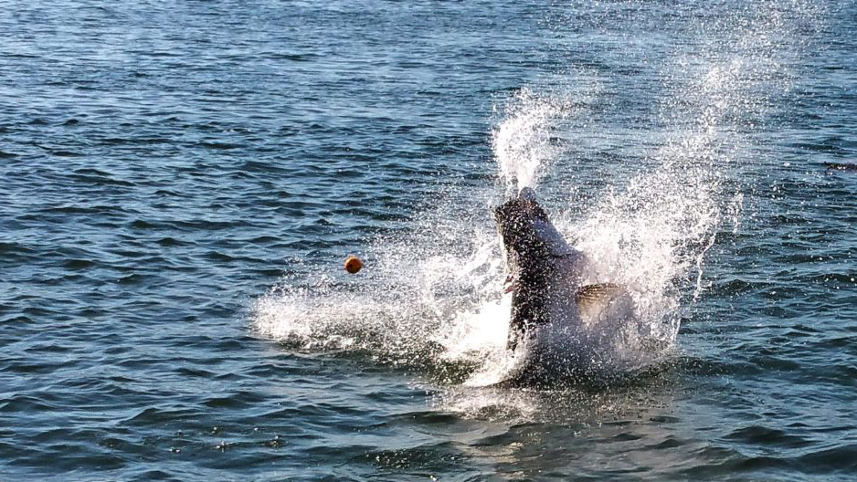 Tarpon jumping from water in Tampa Bay