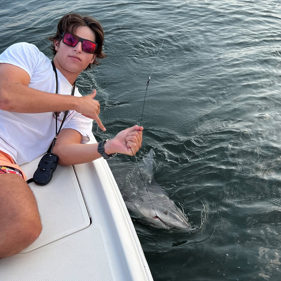 A picture of Sharks invade Tampa Bay with Fishn Fl.