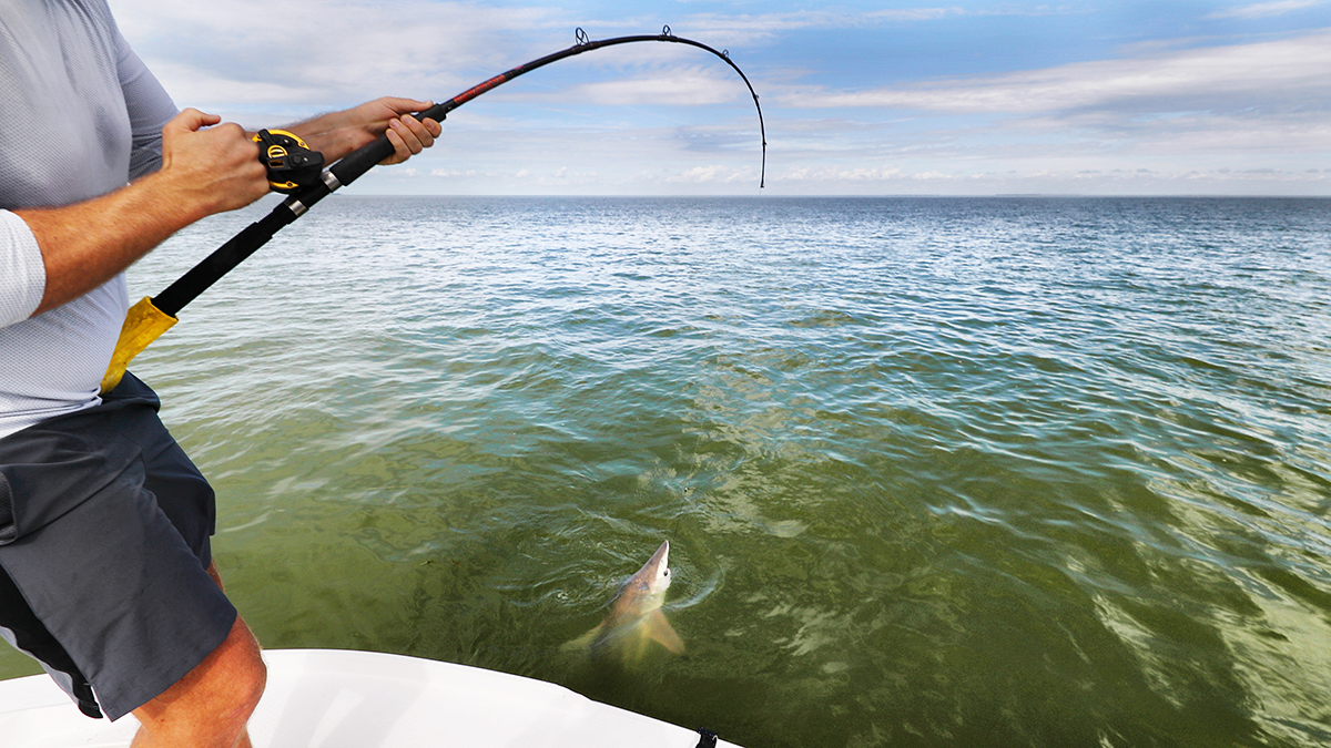 A picture of Best Spots for Catching Sharks in Tampa Bay Area with Fishn Fl.