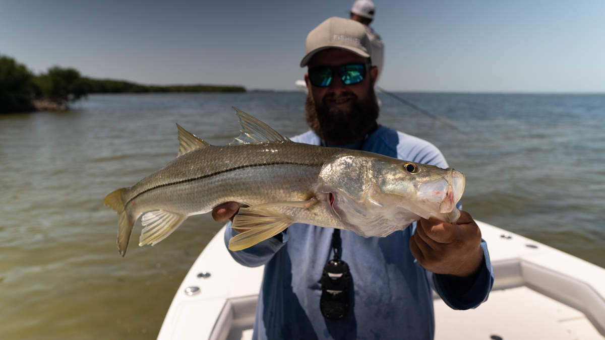 A picture of The Best Season For Snook Fishing In Tampa with Fishn Fl.