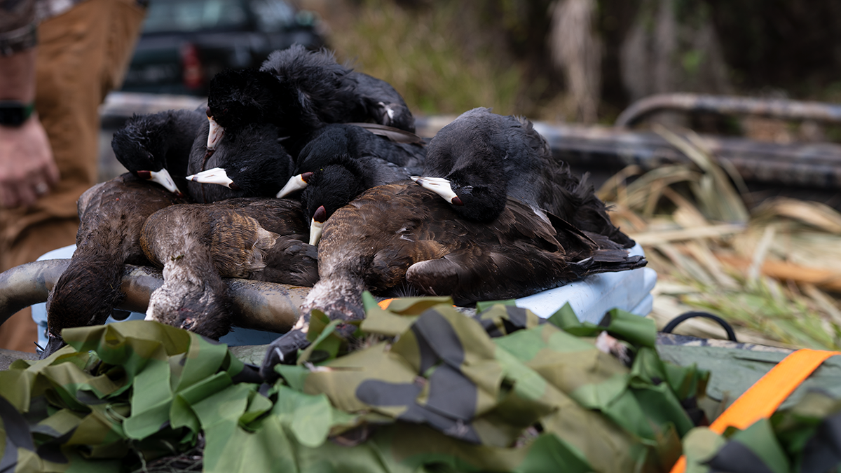 A picture of Preparing For November 2022 Duck Hunting Season with Fishn Fl.