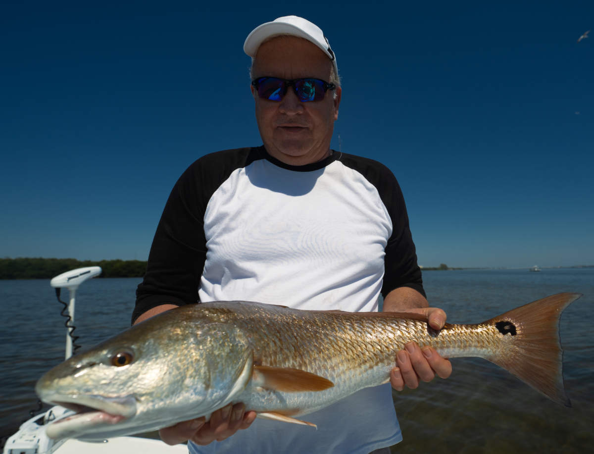 A picture of What's Biting in Tampa Bay in July 2023? with Fishn Fl.