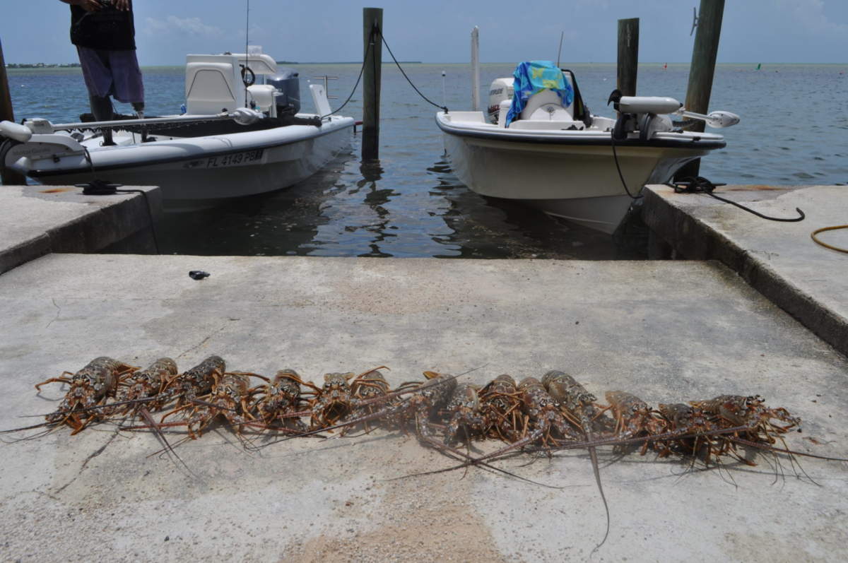 A picture of Lobster Limits for all with Fishn Fl.
