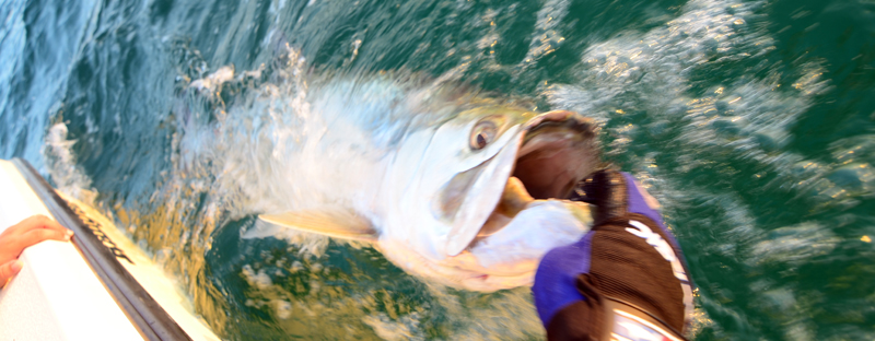 A picture of Tampa Bay Tarpon Fishing Charter Report with Fishn Fl.