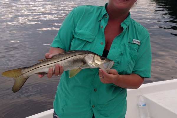 Snook caught in Tampa bay