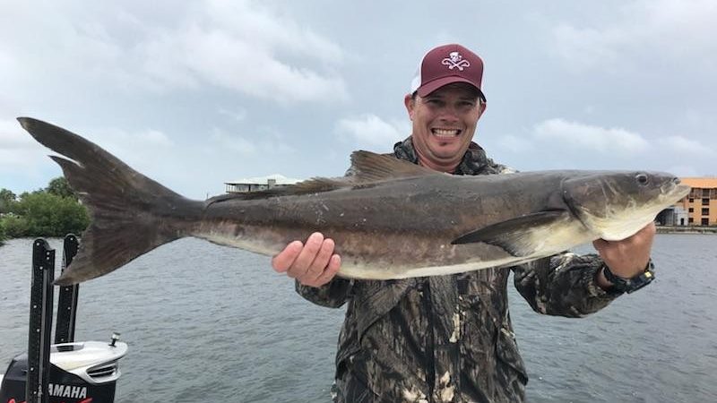 A picture of June 5, 2018 Tampa bay fishing report with Fishn Fl.