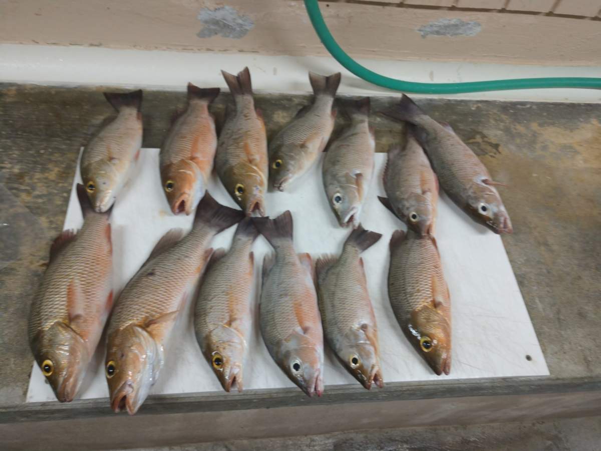 February 13th, 2019 Tampa bay area Fishing report
