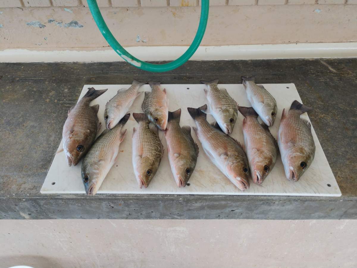 A picture of Catch, Clean, and Cook Mangrove Snapper with Fishn Fl.