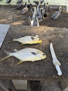 A picture of 2-19-2020 Tampa Bay fishing report with Fishn Fl.