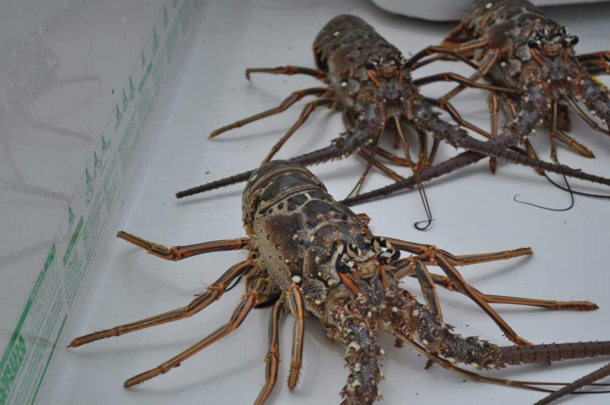 A picture of When is Mini-Lobster Season in Key West in 2023? with Fishn Fl.