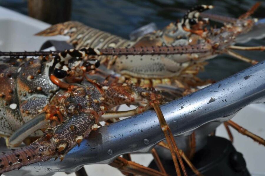 A picture of 2023 Florida Lobster Season Tips for Beginners with Fishn Fl.