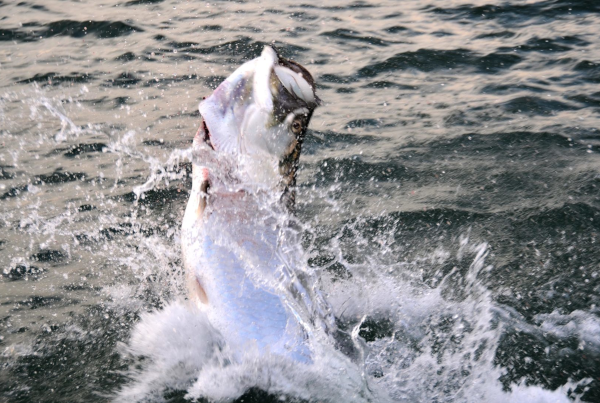 a picture of a tarpon jumping after being hooked by a fisherman in tampa bay