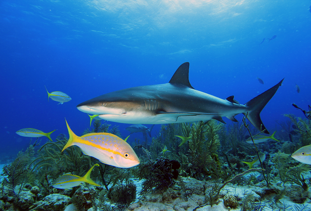 key west shark fishing