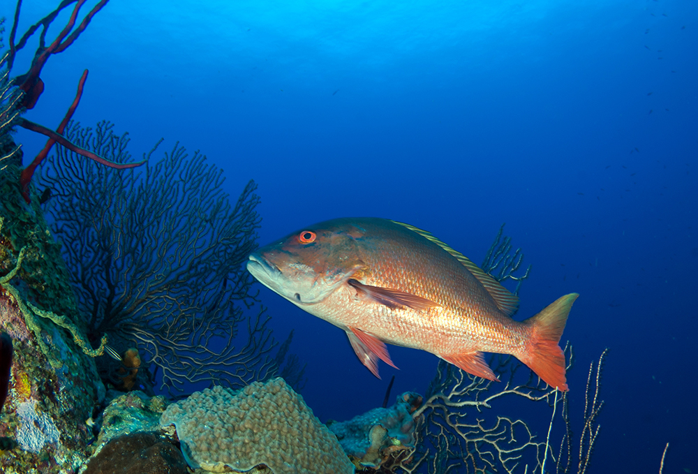 A picture of Red Snapper Fishing Charters in Tampa: Best Spots & Guides with Fishn Fl.