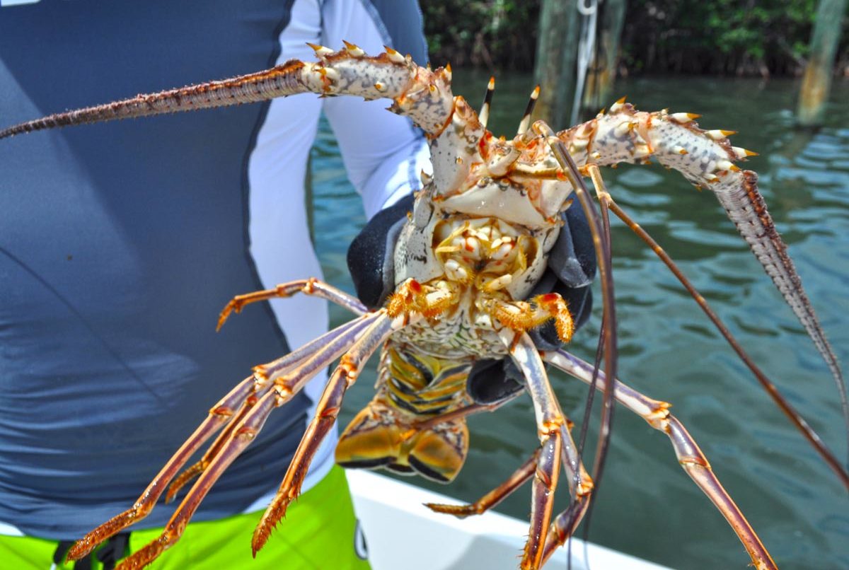2022 Lobster Season In The Florida Keys