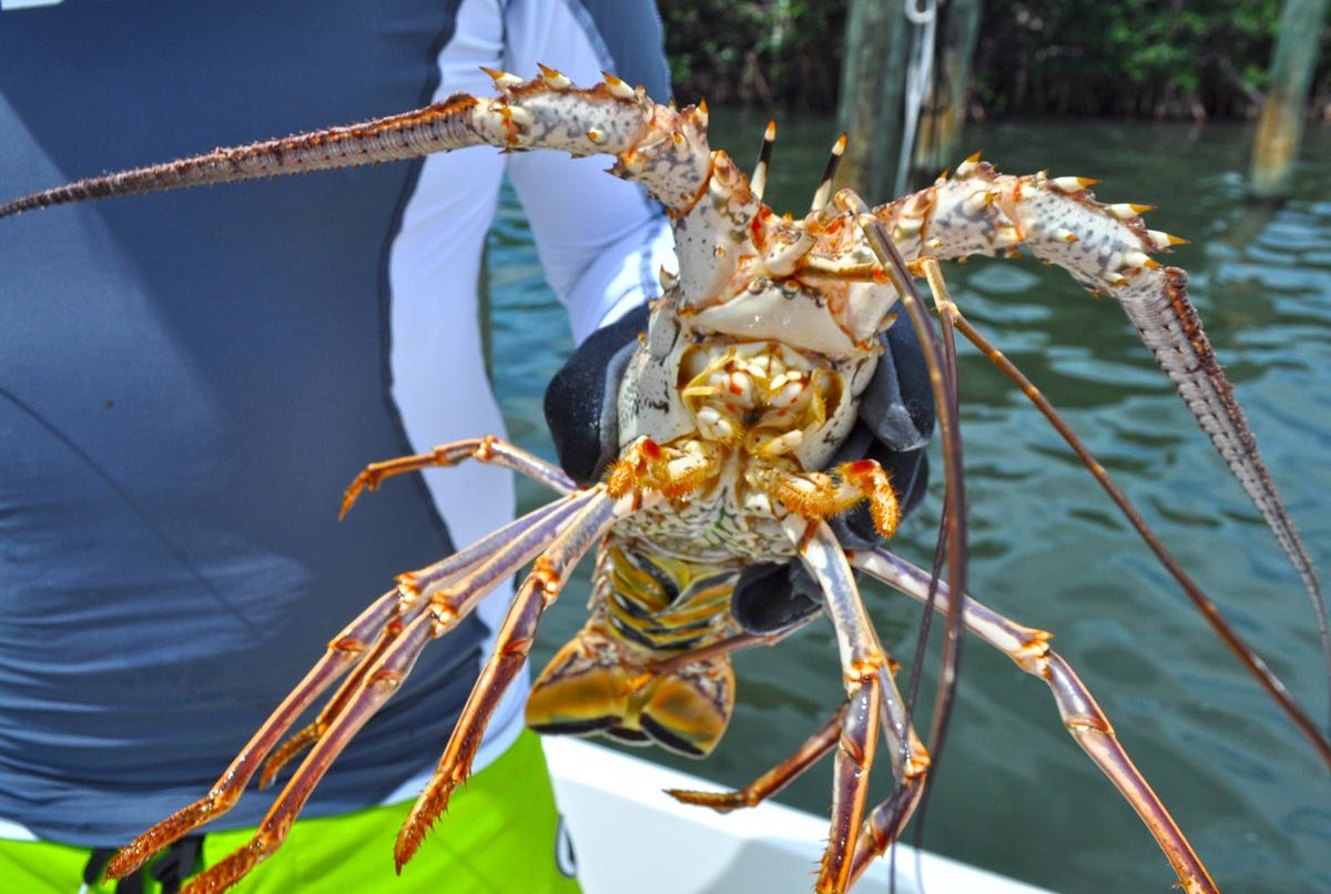 A picture of 2023 Florida Lobster Season Tips for Beginners with Fishn Fl.