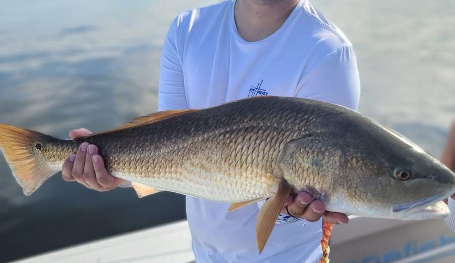 A picture of Targeting December Redfish In Tampa Bay with Fishn Fl.